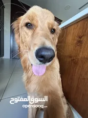  4 Golden retriever for sale