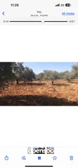  8 أرض للبيع جميلة ومليئة بأشجار الزيتون