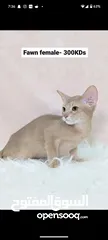  1 Purebred Abyssinian kittens Available  متوفر قطط حبشية أصيلة