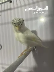  2 طيرة جلوستر ع جهوز شوف الوصف