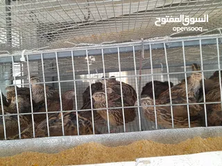  3 بيع السمان او الفري و لحم فري طازج و بيض فري