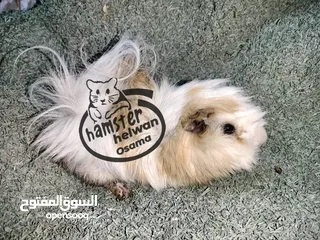  1 غنيا  جامعه حلوان كلمني واتس