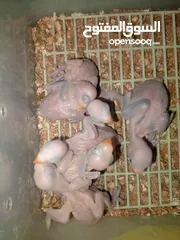  1 فرخ زق يدوي روز وكوكتيل ودرة ومخاليف هوغو