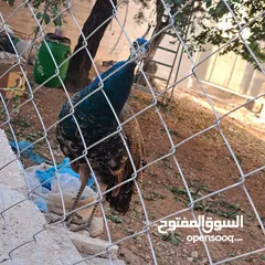  10 ذكر طاوؤس هندي للبيع