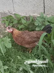  2 زوج دجاجات عرب