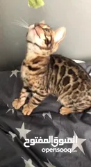  5 pure bengal kitten 3 months old fully vaccinated with passport.