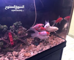  1 Fishes for sale