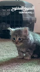  1 قط انثى شانشيلا للبيع بسعر مغري