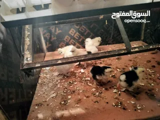  8 صيصان كوشن بلاك موتلد و مصوف امريكي