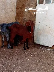  2 سخلتين شاميات نخب اول ماشاء الله
