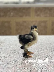  8 صيصان براهمي لبيع