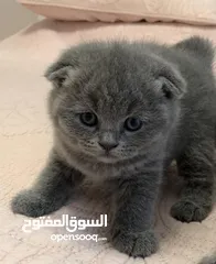  1 Scottish Cats قطط سكوتش