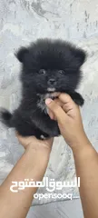  9 Mini Pomeranian Male puppy