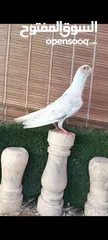  19 جواز وفردات كل اشي الو سعرو الاسعار بالوصف