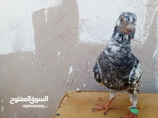  7 جوز كشامره مع فراخهن مع القن والمشربيه للبيع ب12دينار