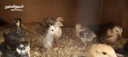  4 صيصان بلدي عمر شهرين جوده عاليه