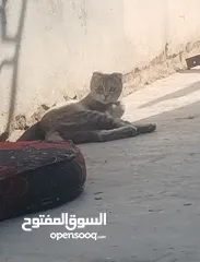  2 "قطة سكوتش فولد أنثى مطوية الأذنين – أليفة ونظيفة جداً – عمر 6 شهور – لون مميز وسعر مغري"