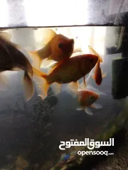  5 السلام عليكم متوفر للبيع او للبدل على طيور حوض سمك   ...................ّ...........................
