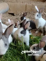  25 ارانب بلدي.. فرنسي..الذبح...جميع الوان والعمار وانثى وذكور...