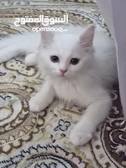  1 Turkish angora kitten