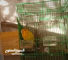  4 ببغاء روز اوبلاين اورنج