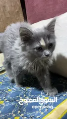  4 قطه انثى نوعها مكس بريتيش و سكوتش عمرها 3 شهور