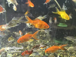  2 تشكيلة سمك مميزة وواسعة يوجد سعر على الكميات