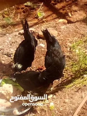  4 طقم فرح ذيبا