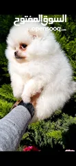  6 بومارينيان تيكب أصغر حجم مستوى عالي جدا pomeranian t_cup