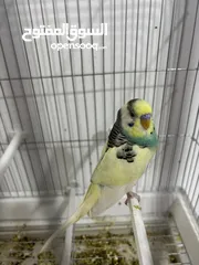  1 جوز حب طيور  عدد 2 مبيضين تحتهم بيض