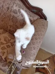  6 3 قطط مكس شانشيلا سكوتش فولد للبيع