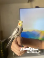  1 عصافير كوكتيل لللبيع