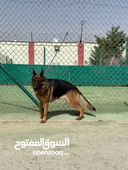  16 بــــــــسعر مغري سامويد وجيرمن