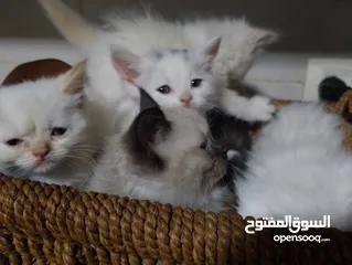  10 قطط للبيع السعار مشكله
