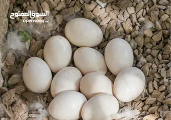 20 بيض مخصب وصيصان دجاج سلالات