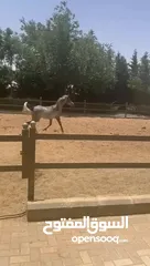  5 مهره عربيه مسجله عمرها سنه واربع شهور للبيع