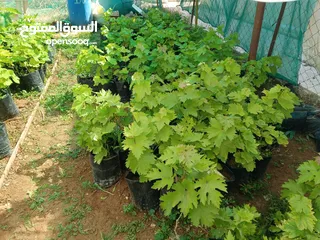  3 اشتال عنب بلدي وشامي للبيع