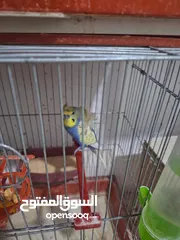 26 غرفة طيور حب هوغو وبردات انكليزي على هوغو للبيع بسعر حرق