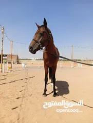  1 خيل فحل  شخصيته قويه ،