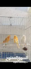  1 جوز تحته بيض وطيرتين للبيع