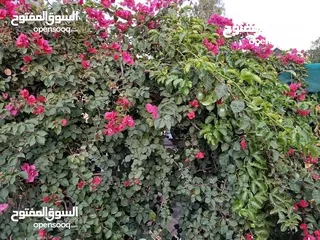  9 فرصه لا تفوتها شاليه ومزرعه جاهزه
