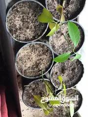  10 جهاز انبات البذور