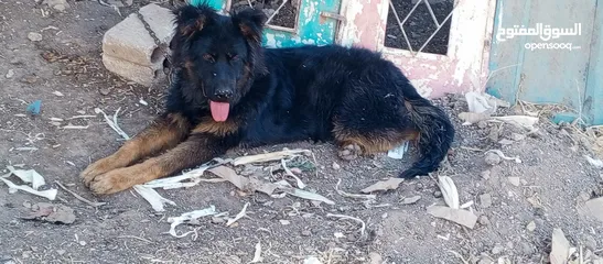  1 كلب جيرمن شبرد لونج هير عمر 6 اشهر لون اسود وعسلي