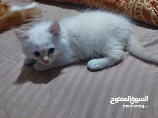  6 قطط جميله منوعه مكس شانشيلا سكوتس فولد مع بلدي