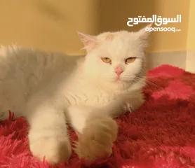  1 Persian Cat