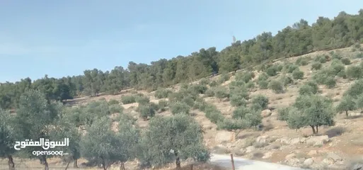  1 ارض مميزه لليع