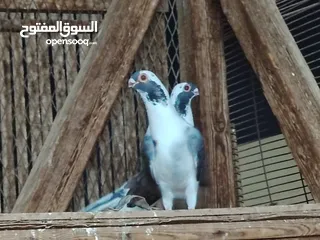  4 مجموعة زغاليل وشبابات للبيع