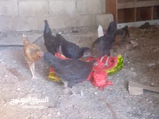  4 فرخات للبيع