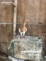  2 7 حبات طيور حمام للبدل على كنارات او بيع بسعر حررررررق