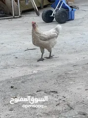  6 ديج ودجاجه عرب شرط الصحه مال بيت للبيع